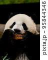 パンダ 95844346