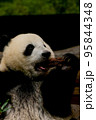 パンダ 95844348