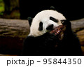 パンダ 95844350
