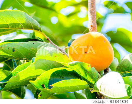 秋の風物詩 美味しそうな柿の実 秋の風物詩 美味しそうな柿の実 95844355