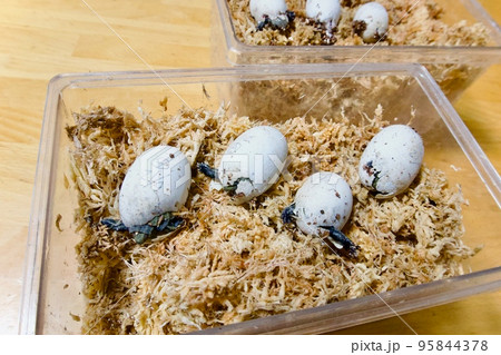 ニホンイシガメの孵化 95844378