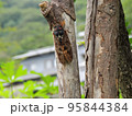 木にとまるアブラゼミ 95844384
