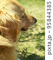 庭で遊ぶ犬 95844385