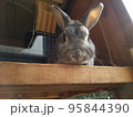 見下ろしウサギ 95844390