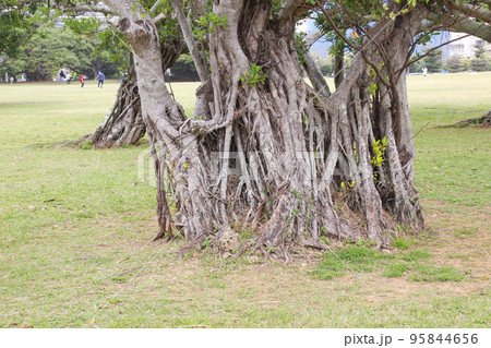 ガジュマルの木 95844656