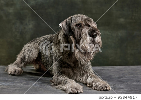 Companion. Portrait of beautiful grey color Schnauzer dog posing isolated over dark vintage background. Concept of domestic animal, breed, pets, care, beauty 95844917