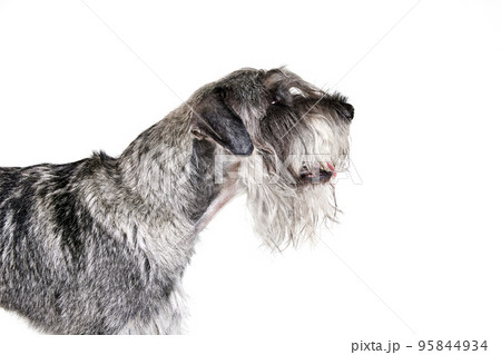 One purebred dog Mittelschnauzer isolated over white background. Animal, pets, care, beauty and ad concept. Pet looks calm, active and healthy One purebred dog Mittelschnauzer isolated over white background. Animal, pets, care, beauty and ad concept. Pet looks calm, active and healthy 95844934