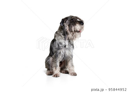 Studio shot of cute grey color mittelschnauzer dog isolated over white background. Animal, pets, care, beauty and ad 95844952