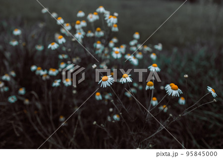 Field of camomiles at sunny day at nature. Camomile daisy flowers in summer day.  95845000