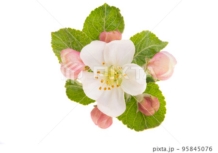 Apple tree flowers isolated 95845076