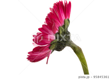Daisy flower isolated 95845361
