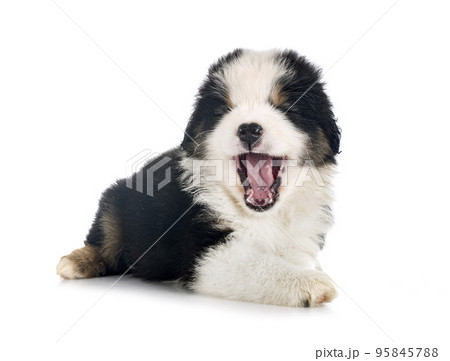 Miniature American Shepherd 95845788