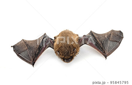 Pipistrellus pipistrellus in studio 95845795