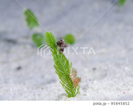 フィコカリスシムランス フィコカリスシムランス 95845852