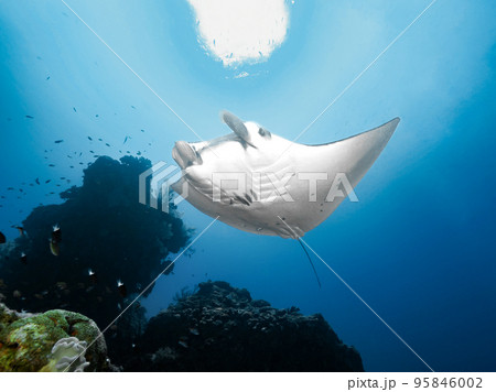 ナンヨウマンタ ナンヨウマンタ 95846002