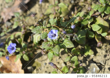 Prostrate bellflower 95846213