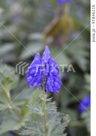 Variegated monkshood 95846216