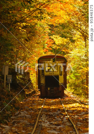 紅葉の中を走る赤沢自然休養林のトロッコ列車　長野県・上松町 95846375