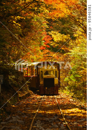 紅葉の中を走る赤沢自然休養林のトロッコ列車　長野県・上松町 95846381