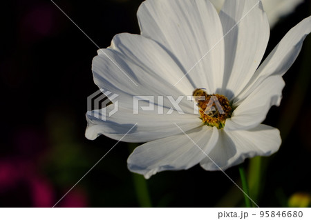 コスモス コスモス 95846680
