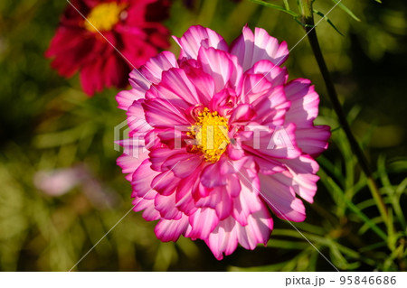 八重咲のコスモス 八重咲のコスモス 95846686