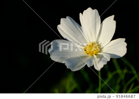 コスモス 95846687