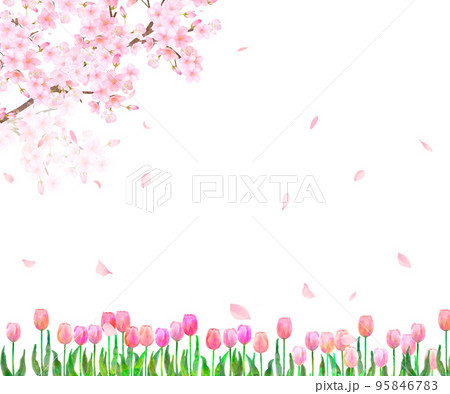 美しく華やかな花びら舞い散る春の桜とかわいいチューリップの風景白バックフレーム背景素材 95846783