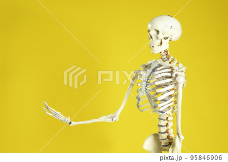 Artificial human skeleton model on yellow background. Space for text Artificial human skeleton model on yellow background. Space for text 95846906