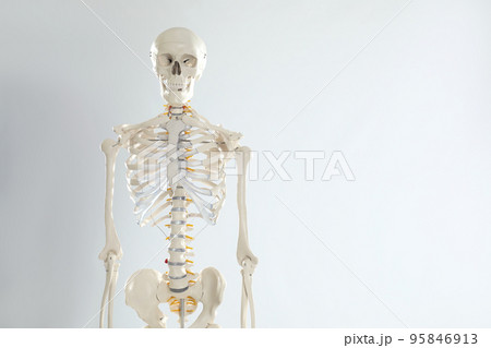 Artificial human skeleton model on white background. Space for text 95846913
