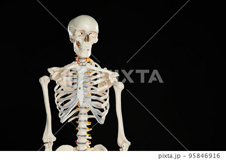 Artificial human skeleton model on black background. Space for text Artificial human skeleton model on black background. Space for text 95846916