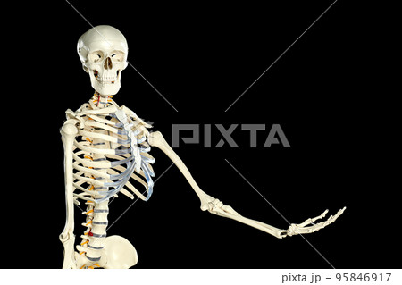 Artificial human skeleton model on black background Artificial human skeleton model on black background 95846917
