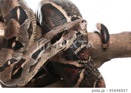 Brown boa constrictor on tree branch against white background, closeup 95846937