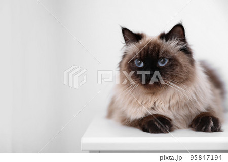 Cute Balinese cat on table at home, space for text. Fluffy pet Cute Balinese cat on table at home, space for text. Fluffy pet 95847194