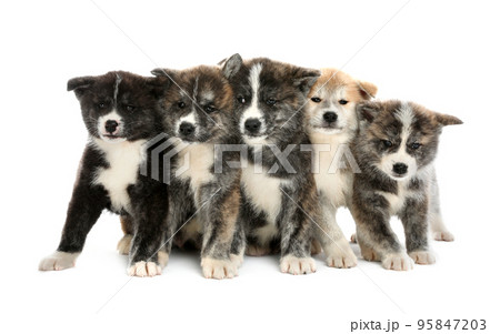 Cute Akita inu puppies on white background. Friendly dogs 95847203