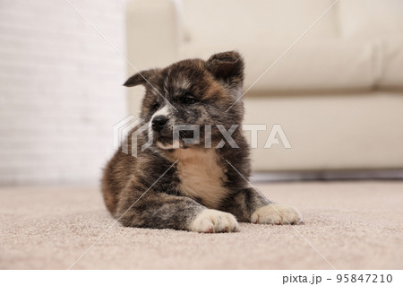 Cute Akita inu puppy indoors. Friendly dog 95847210