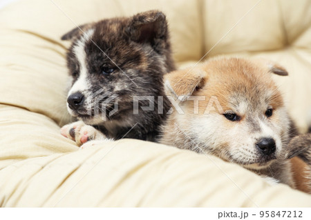 Akita inu puppies on pet pillow. Cute dogs 95847212