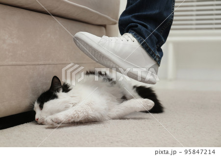 Man kicking cat at home, closeup of leg. Domestic violence against pets 95847214
