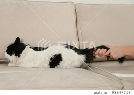 Woman beating cat at home, closeup of hands. Domestic violence against pets Woman beating cat at home, closeup of hands. Domestic violence against pets 95847218