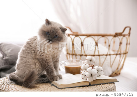 Birman cat and book on wicker pouf at home. Cute pet Birman cat and book on wicker pouf at home. Cute pet 95847515