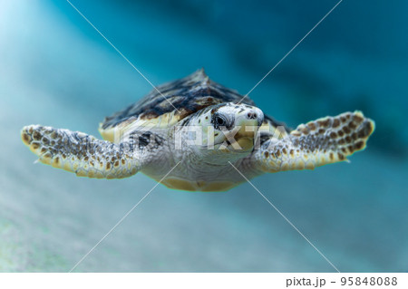 優雅に泳ぐアカウミガメ 95848088