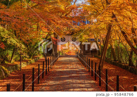 京都長岡京の秋 紅葉の光明寺 もみじ参道と薬医門 京都長岡京の秋 紅葉の光明寺 もみじ参道と薬医門 95848766