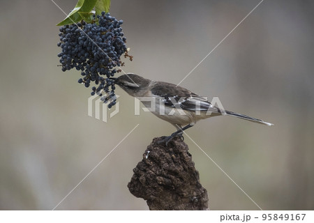 White banded Mockingbird, Patagonia, Argentina White banded Mockingbird, Patagonia, Argentina 95849167