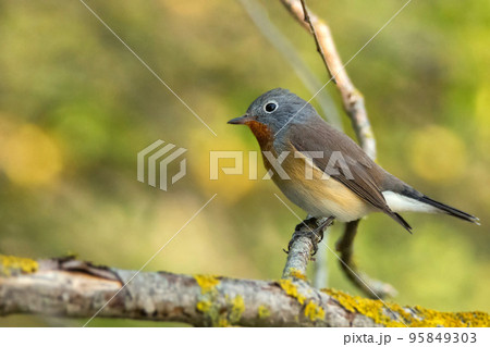 Red-breasted flycatcher or Ficedula parva on a tree branch 95849303