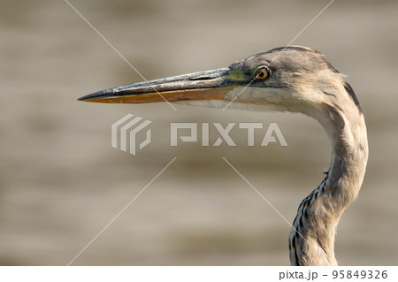 Closeup portrait of grey heron or Ardea cinerea stands in river Closeup portrait of grey heron or Ardea cinerea stands in river 95849326
