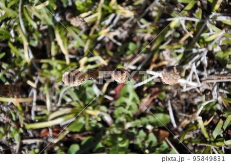 つくし、つくしんぼ、春 つくし、つくしんぼ、春 95849831