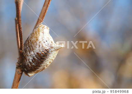 ハラビロカマキリの卵 95849968