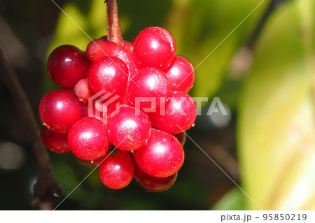 サネカズラの実 サネカズラの実 95850219