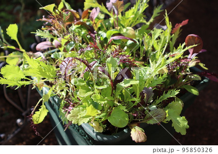 プランターでベビーリーフを育てる 95850326