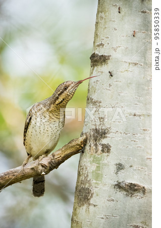 Eurasian wryneck catching an ant on a tree in forest Eurasian wryneck catching an ant on a tree in forest 95850339
