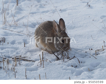 雪原で枯れ草を食べるワタオウサギ 95850599